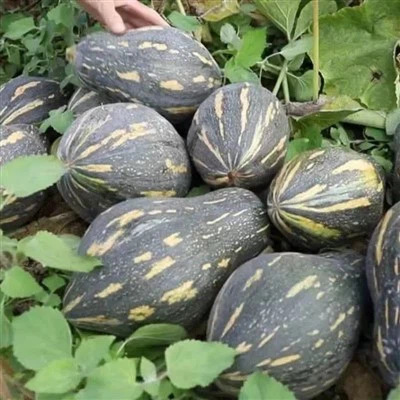 Hybrid Sweet Pumpkin Seeds