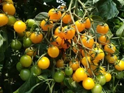 Round Yellow Cherry Tomato Seeds F1 Hybrid For Greenhouse